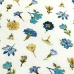 ���̑��̉摜