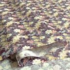 ���̑��̉摜