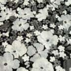 ���̑��̉摜