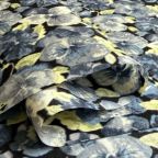 ���̑��̉摜