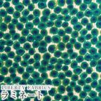 カラーバリエーション カラーバリエーション